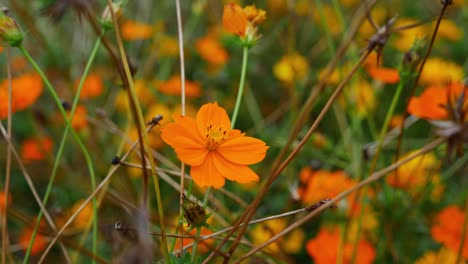 Flores-Naranjas-De-Cosmos-Sulfureus,-Cosmos-De-Azufre-En-El-Jardín