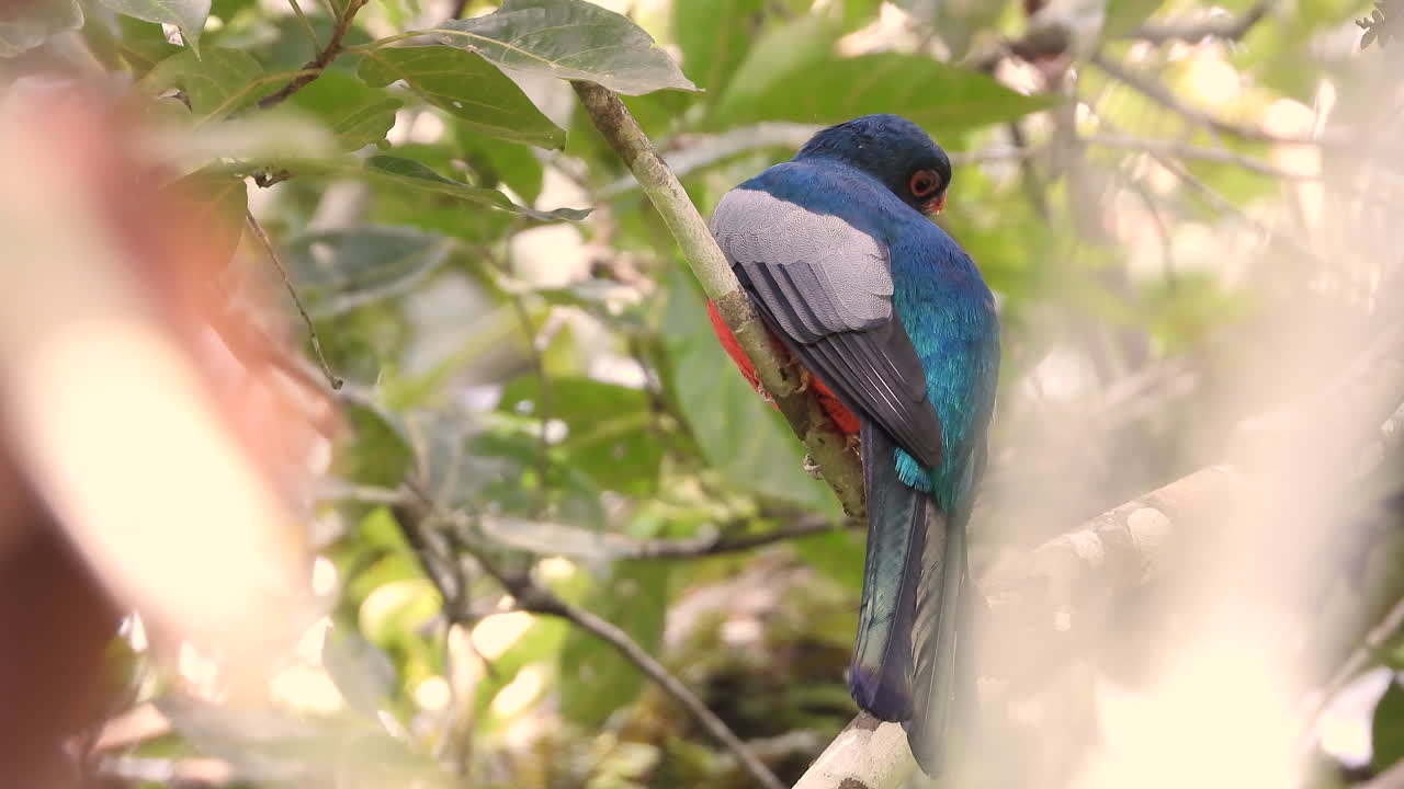 나뭇가지에 서서 날아가는 유색 새의 클로즈업