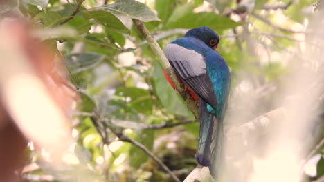 close-up-on-colored-bird-standing-on-a-tree-branch-and-then-flying-away