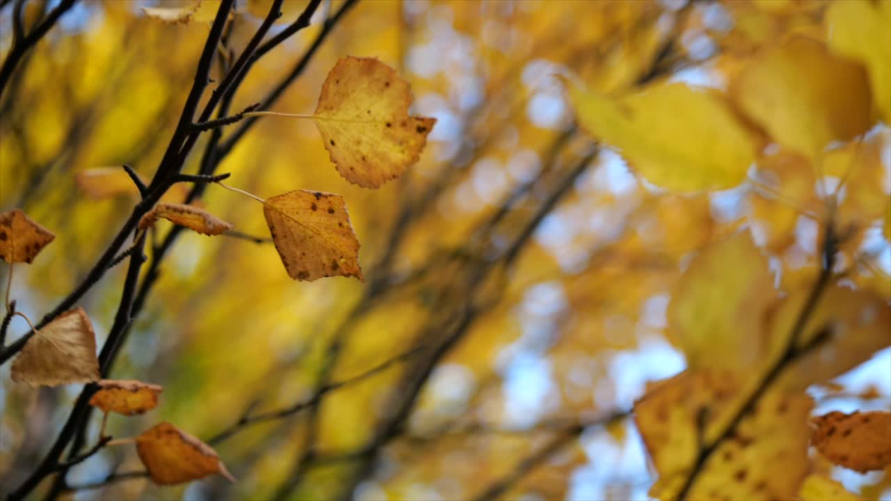 detalles de hojas coloridas de otoño mirando hacia arriba en cámara lenta - toma rodante artística