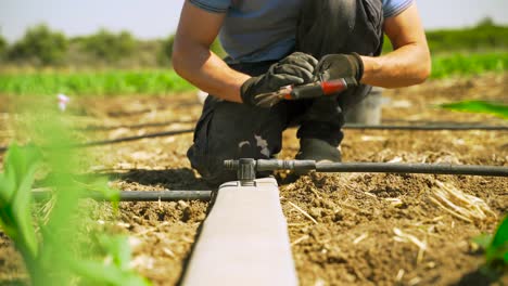 Farmer-cuts-a-drip-pipe-with-scissors,-in-a-corn-field