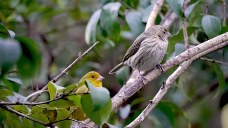 linda pareja de pájaros pinzón azafrán descansando en el árbol de la cuenca del amazonas, américa del sur