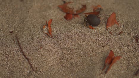 Hermit-Crab-Hides-in-Shell-Then-Walks-Away
