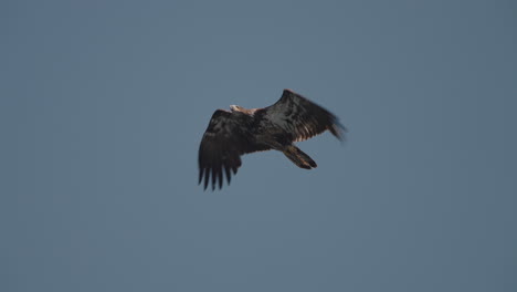 eagle catching fish in the ocean in canada