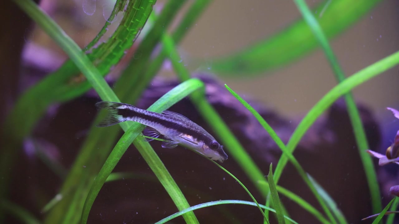 Peixe-gato Otocinclus em planta no aquário, peixe comedor de algas sugando algas, peixe de água doce comendo algas.