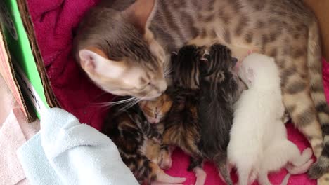 bengal cat nursing kittens in a box