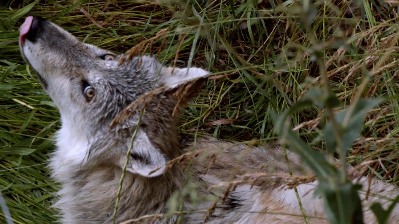 A grey wolf named Koa.