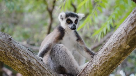 a reveal shot of a curious lemur sitting on a treetop as it browsed about