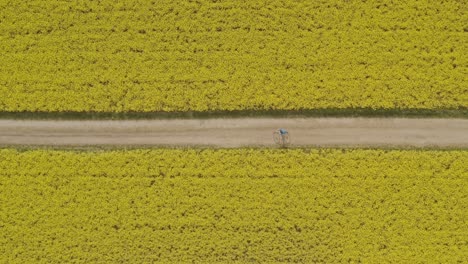 Topshot-De-Un-Dron-Con-La-Vista-A-Un-Motociclista-Que-Conduce-De-Derecha-A-Izquierda-A-Través-De-Un-Floreciente-Campo-De-Colza-Amarillo-Directamente-Desde-Arriba