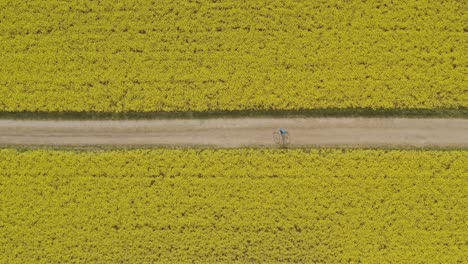 topshot of a drone with the view at a driving biker from right to left though a blooming yellow rapeseed field straight from above
