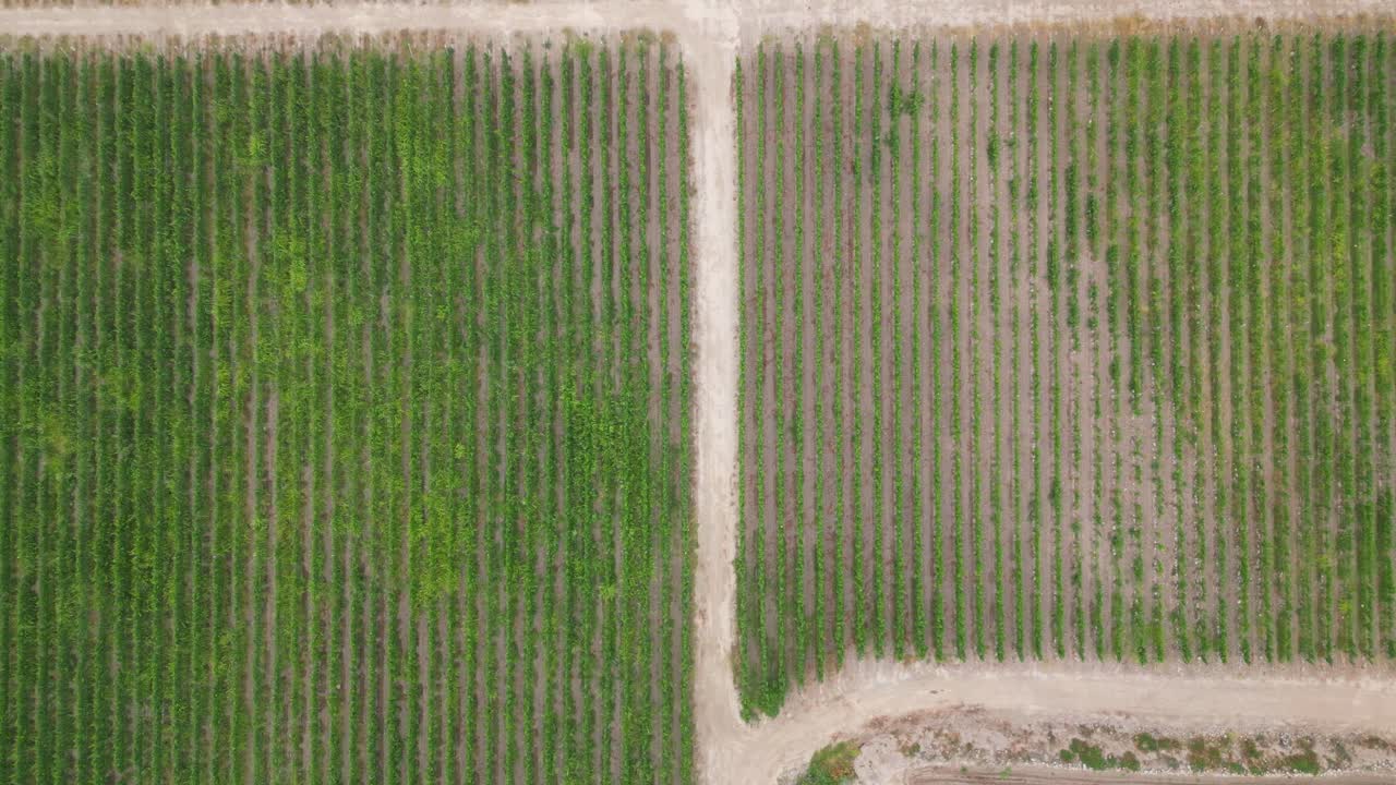 un viñedo en calera de tango chile