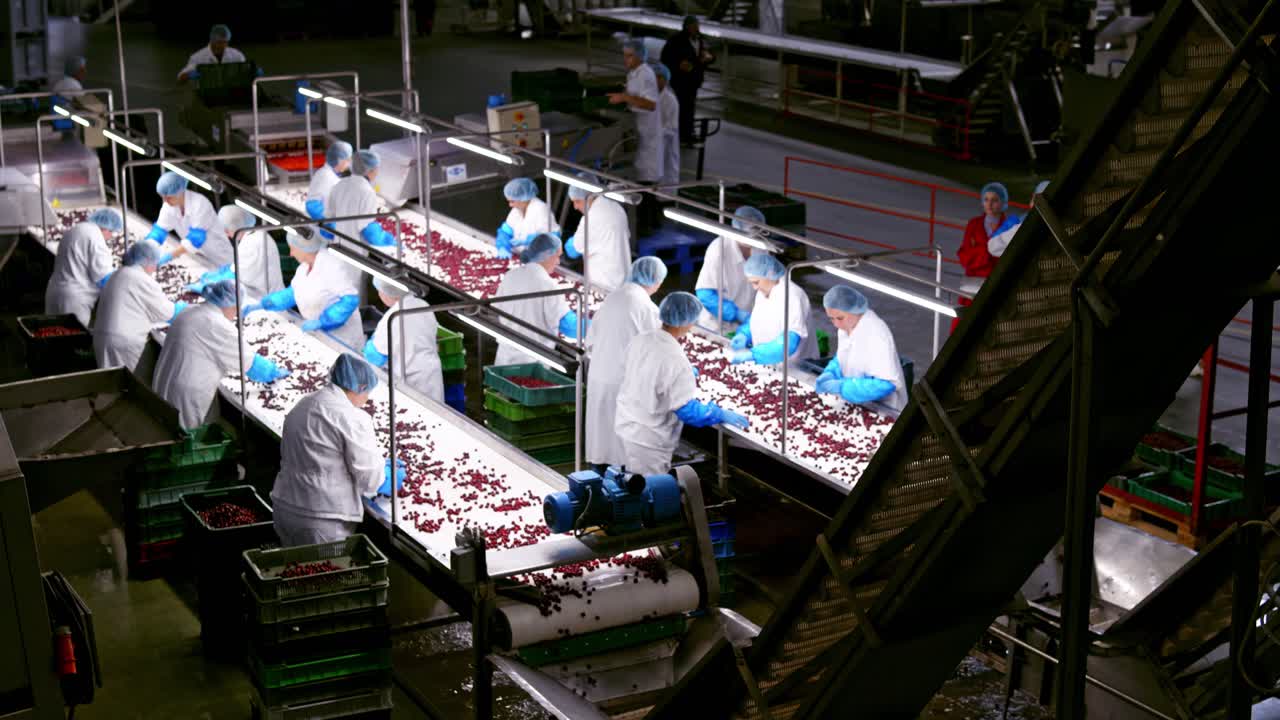 Interior of fruit industry. Workers sorting red ripe cherries on the conveyor belt. Modern factory background of fresh food production.
