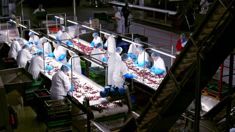 interior of fruit industry. workers sorting red ripe cherries on the conveyor belt. modern factory background of fresh food production.