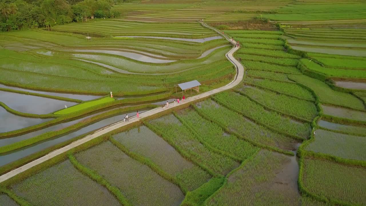 vista aérea de campos de arroz en terrazas con una pequeña carretera en el medio en magelang, indonesia