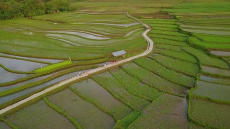 Vista-Aérea-De-Campos-De-Arroz-En-Terrazas-Con-Una-Pequeña-Carretera-En-El-Medio-En-Magelang,-Indonesia