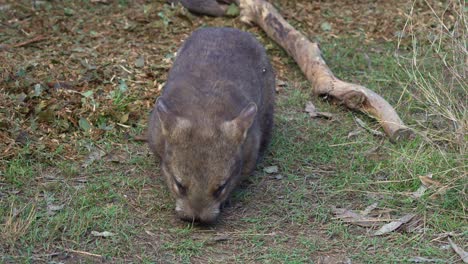 a wombat foraging on the ground