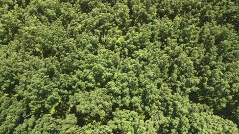 aerial-drone-shot-of-rubber-trees,-shot-down-on-treetops