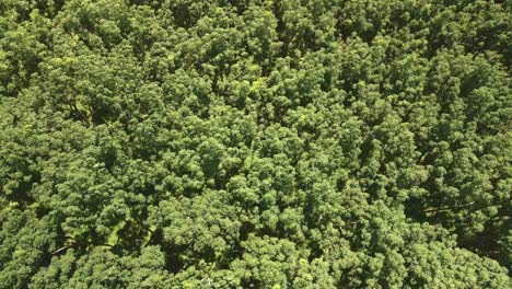 aerial drone shot of rubber trees, shot down on treetops