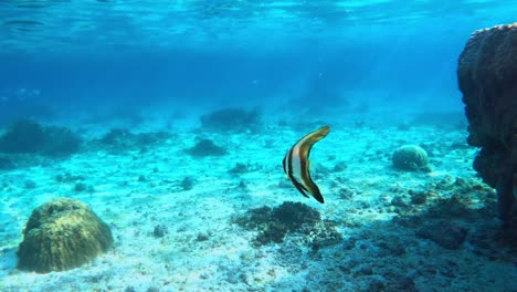 Teira-batfish-Fish-Swimming-In-Clear-Blue-Tropical-Waters