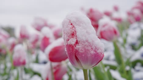 primer plano de un solo tulipán de capullo cerrado rosa y blanco cubierto por nieve y escarcha fresca