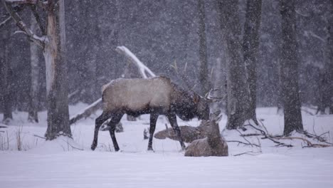 elk deer and herd surviving the cold winter in cinematic slow motion