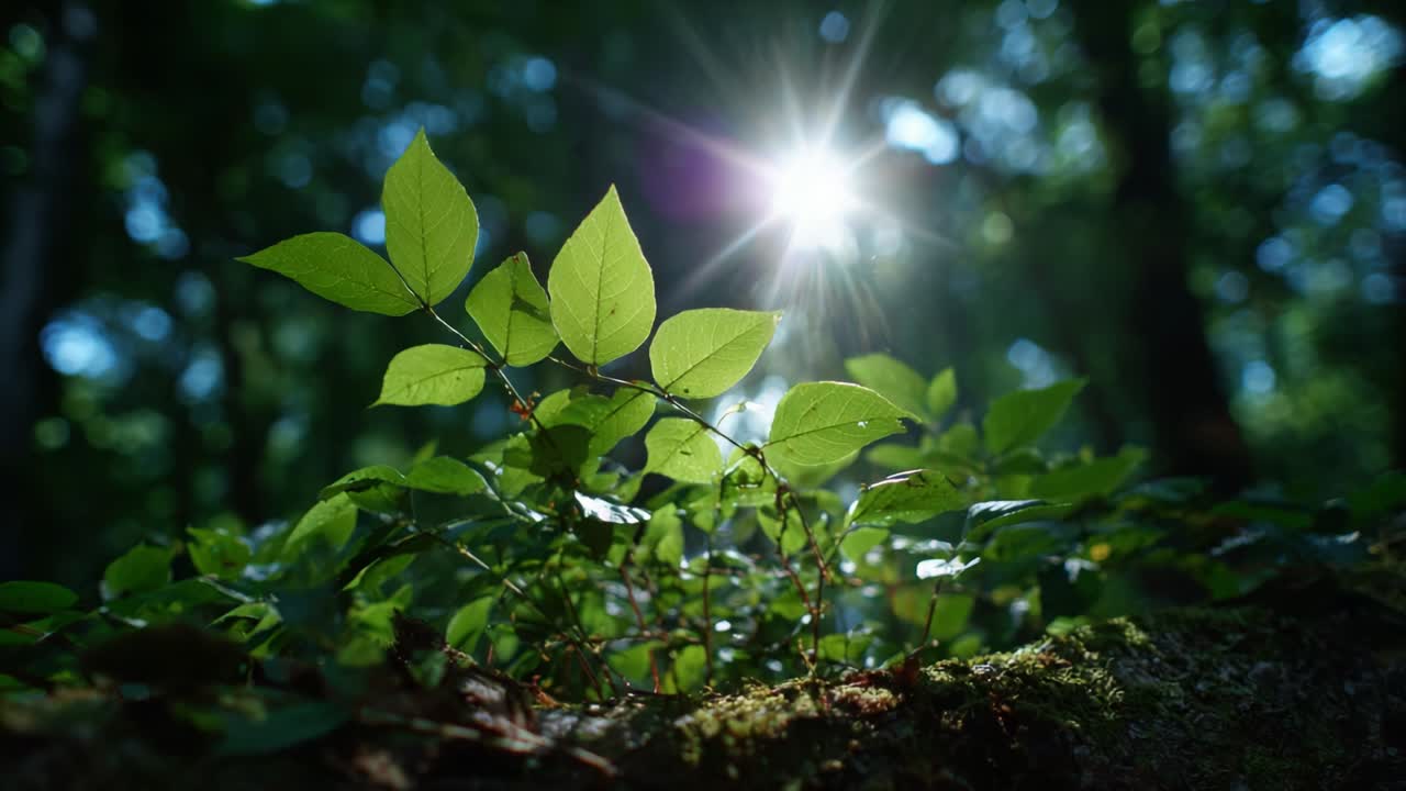 A Serene Moment in Nature: Sunlight Filtering Through Vibrant Green Leaves in a Lush Forest Setting Captured in Two Stunning Frames, Emphasizing the Beauty of the Natural World and Its Tranquility