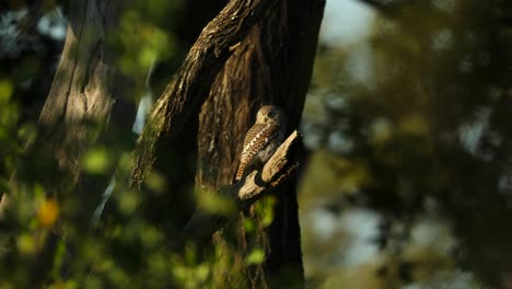 extreme wide shot of an african barred owlet perched on a tree in the shade, greater kruger