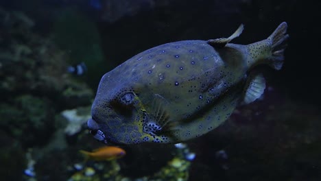 blue big lip coral fish swimming in big aquarium with other coral fish