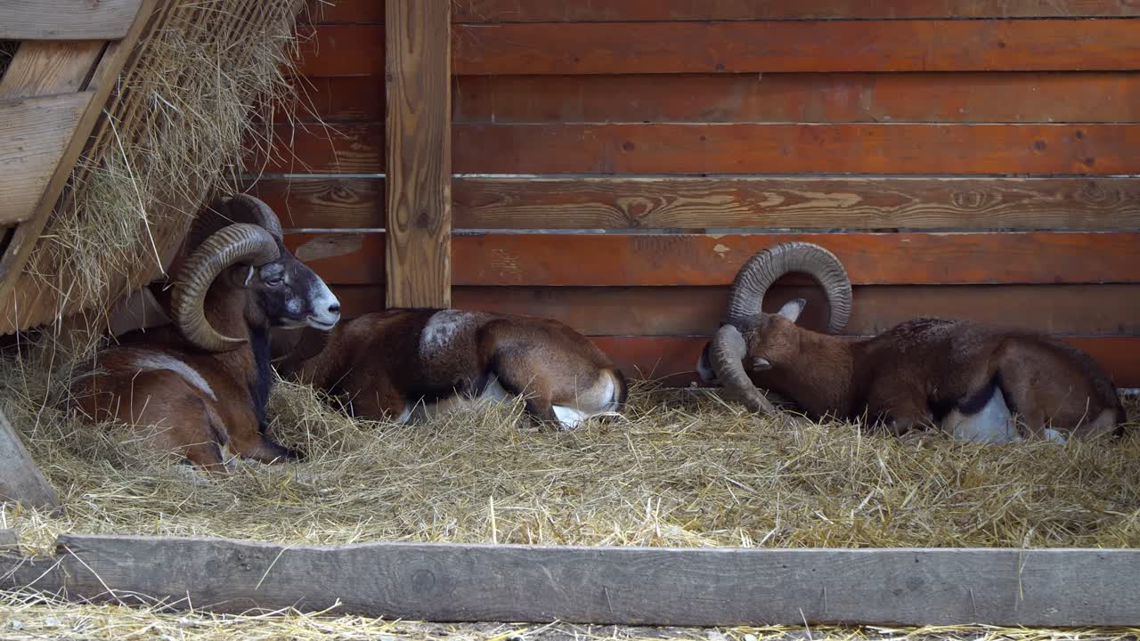 Adult male mouflons resting in a haystack in a barn