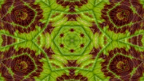 abstracto flores coloridas concepto de flora patrón simétrico ornamental decorativo caleidoscopio movimiento círculo geométrico y formas de estrellas