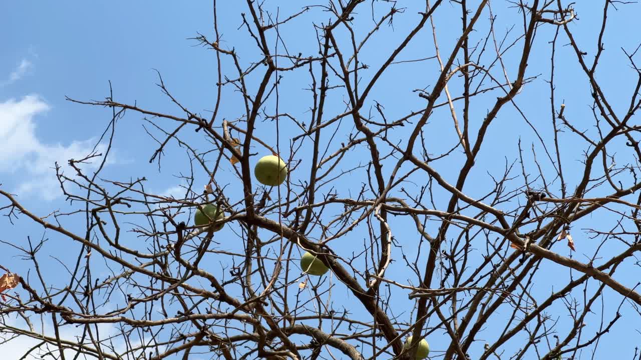 bael fruit, golden apple, or Indian quince. The scientific name for the fruit is Aegle marmelos. the fruit is called sriphal and bilva in Sanskrit, bel in Hindi