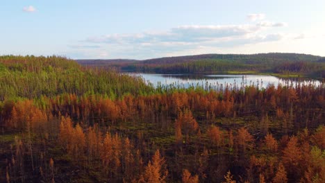 massive wildfire destruction to the natural habitat in quebec