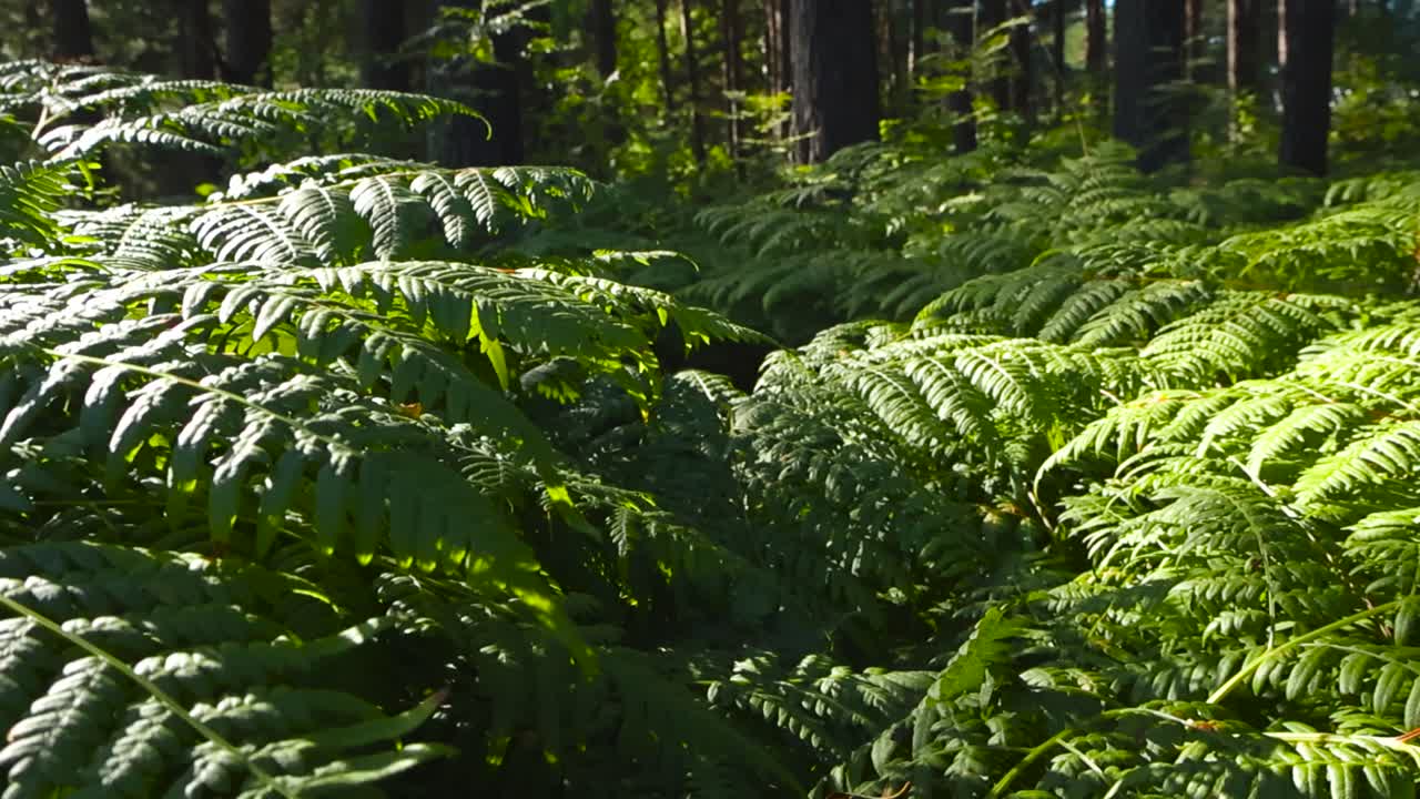 Filmisk glidning over frodigt grønne bregneplanter, der vokser på skovbunden af et gammelt skovområde, oplyst af varmt sommersollys