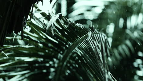 palm tree leaves in the rain