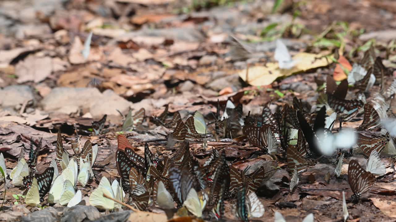 mariposa tigre azul oscuro, tirumala septentrionis y algunos inmigrantes de limón, parque nacional catopsilia pomona kaeng krachan, patrimonio mundial de la unesco, tailandia