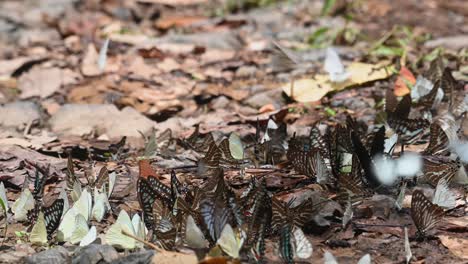 dark blue tiger butterfly, tirumala septentrionis, and some lemon migrant, catopsilia pomona kaeng krachan national park, unesco world heritage, thailand