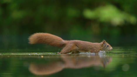 small squirrel wade run in shallow pond in search of hazelnuts - slow motion