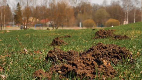 the mole pushed off the ground and made piles of ground