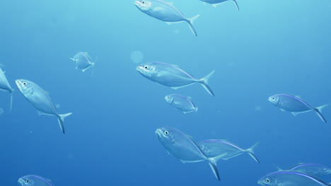 Underwater-shot-of-a-group-of-bar-jack-fishes-swimming-to-the-surface-in-the-Atlantic-Ocean