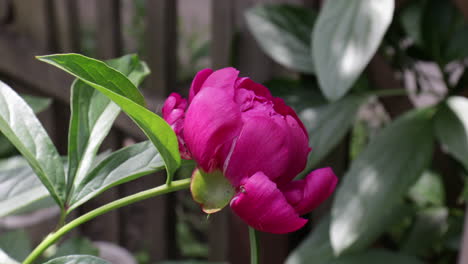 gorgeous purple peony flower at grandma's green garden in sunny day tiny working ants around the flower