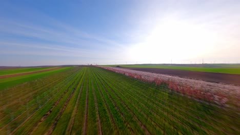 flight over growing apricot orchard in rural land at sunrise