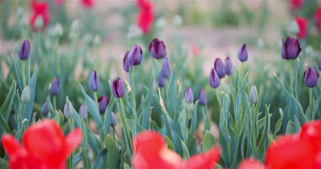 Blühende-Tulpen-Auf-Dem-Landwirtschaftsfeld-6