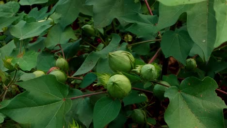 hojas verdes exuberantes y frutos en la planta de algodón verde madura