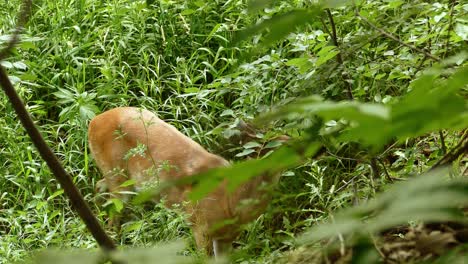 White-Tailed-Deer-Eating-Green-Vegetation-In-Woodland-Forest-In-Onatario-,Canada