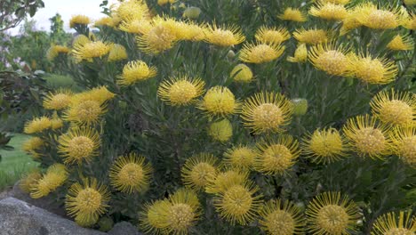 a slow motion wide shot of australian native plant the yellow shady lady waratah