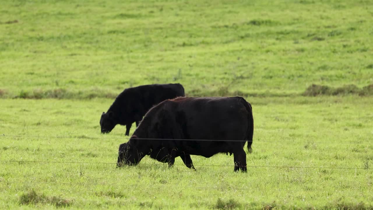 Two Black Angus cattle graze calmly on a lush green field in Byron Bay, Australia. Natural daylight, static camera, medium shot, tranquil rural atmosphere