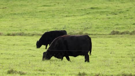 two black angus cattle graze calmly on a lush green field in byron bay, australia. natural daylight, static camera, medium shot, tranquil rural atmosphere