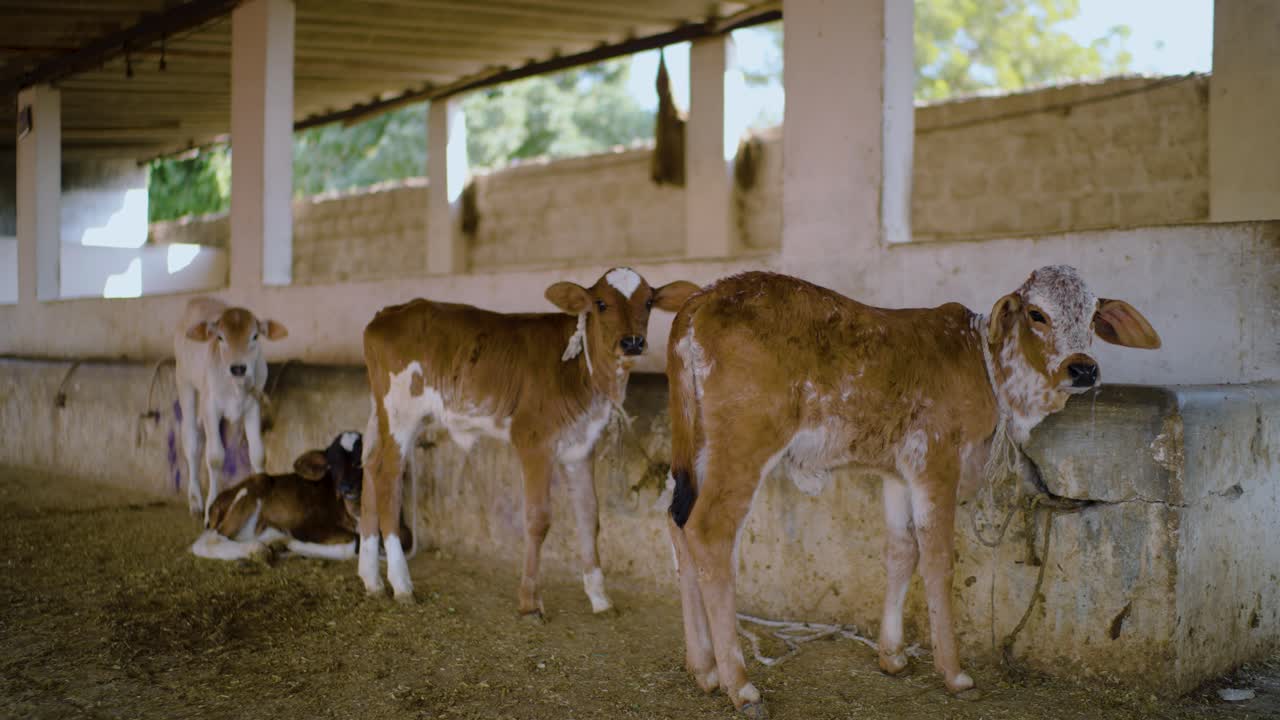 Vitelli nel Sindh, Pakistan. Giovani animali da allevamento in una stalla con bovini marroni e bianchi. Scena agricola e pratiche di allevamento rurale.
