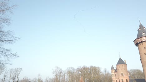 migration of big birds flying into formation