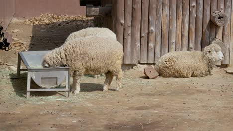 ovejas blancas comiendo heno en el canal de la granja